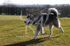 Alaskan Malamute