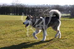 Alaskan Malamute