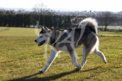 Alaskan Malamute