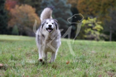 Alaskan Malamute