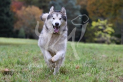 Alaskan Malamute