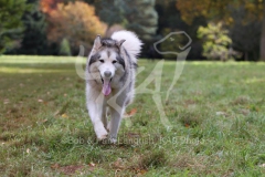 Alaskan Malamute