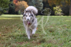 Alaskan Malamute