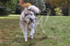 Alaskan Malamute