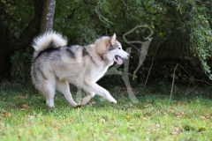 Alaskan Malamute