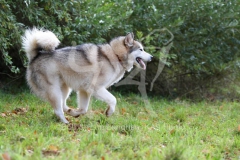 Alaskan Malamute