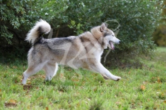 Alaskan Malamute