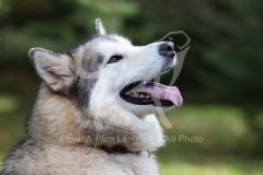 Alaskan Malamute