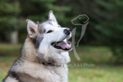 Alaskan Malamute