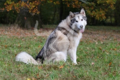 Alaskan Malamute