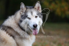 Alaskan Malamute