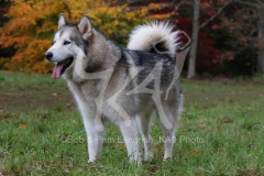 Alaskan Malamute