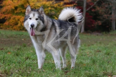 Alaskan Malamute