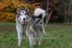 Alaskan Malamute