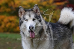 Alaskan Malamute