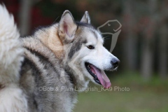 Alaskan Malamute