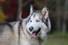 Alaskan Malamute