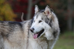 Alaskan Malamute