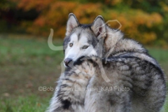 Alaskan Malamute