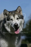 Alaskan Malamute