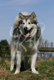 Alaskan Malamute