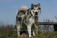 Alaskan Malamute