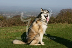 Alaskan Malamute