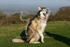 Alaskan Malamute