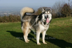 Alaskan Malamute