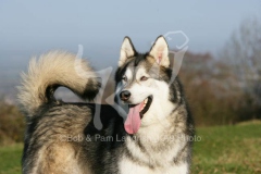 Alaskan Malamute