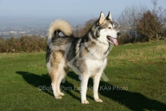 Alaskan Malamute