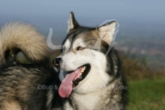 Alaskan Malamute