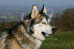 Alaskan Malamute