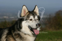 Alaskan Malamute