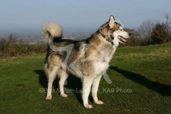 Alaskan Malamute