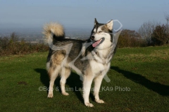 Alaskan Malamute