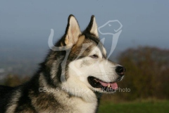 Alaskan Malamute