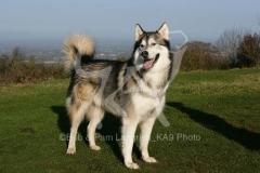 Alaskan Malamute