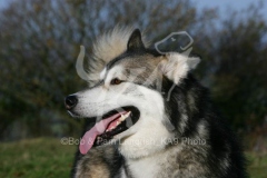 Alaskan Malamute