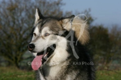 Alaskan Malamute