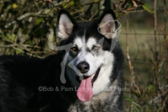 Alaskan Malamute