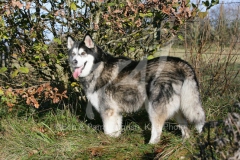 Alaskan Malamute