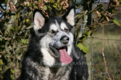 Alaskan Malamute