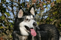 Alaskan Malamute