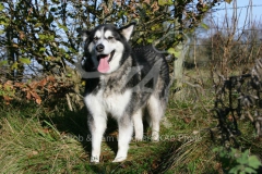 Alaskan Malamute