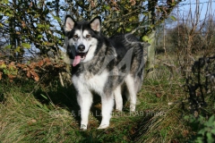 Alaskan Malamute