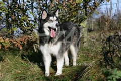 Alaskan Malamute