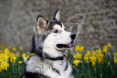 Alaskan Malamute