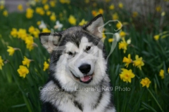 Alaskan Malamute