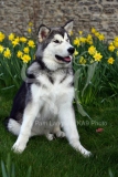 Alaskan Malamute